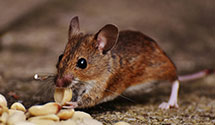 24 Hour & Emergency Exterminators in Leonard, MN